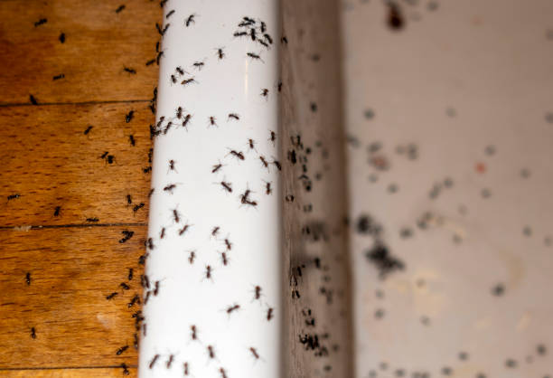 Best Local Pest Control Services  in Chesterfield, SC